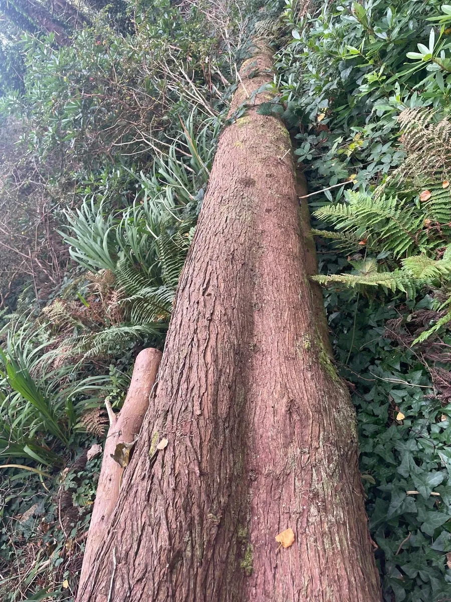 50ft Scottish pine tree(s) for milling - Image 2