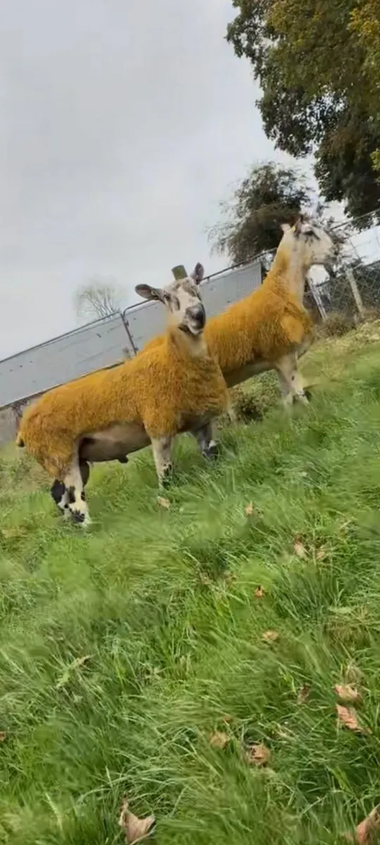 Bluefaced leicester shearlings for sale - Image 2