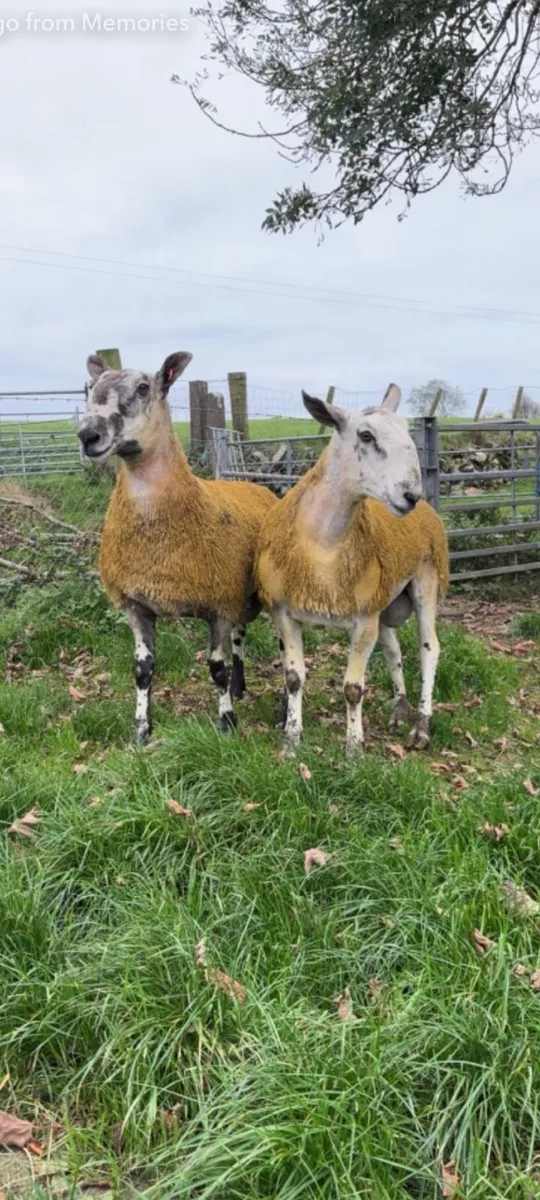 Bluefaced leicester shearlings for sale - Image 3