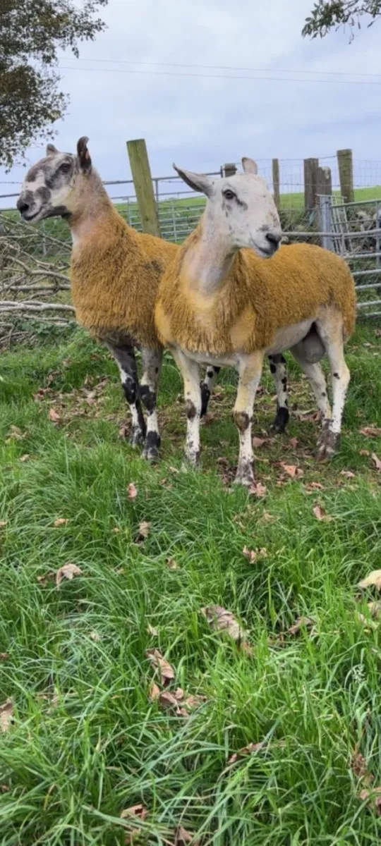 Bluefaced leicester shearlings for sale - Image 1