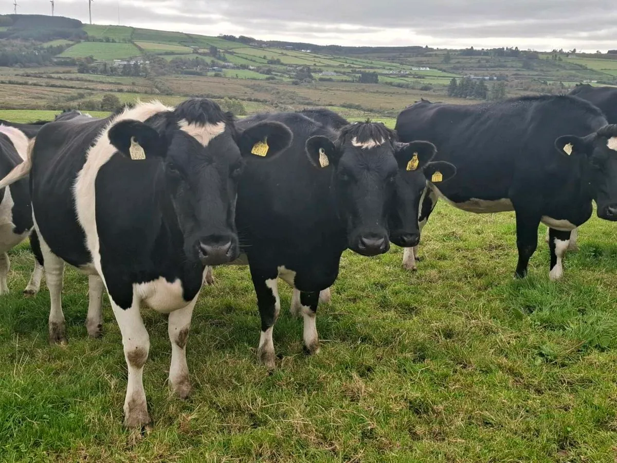 Incalf Heifers @Abbeyfeale Mart Friday 17th - Image 1