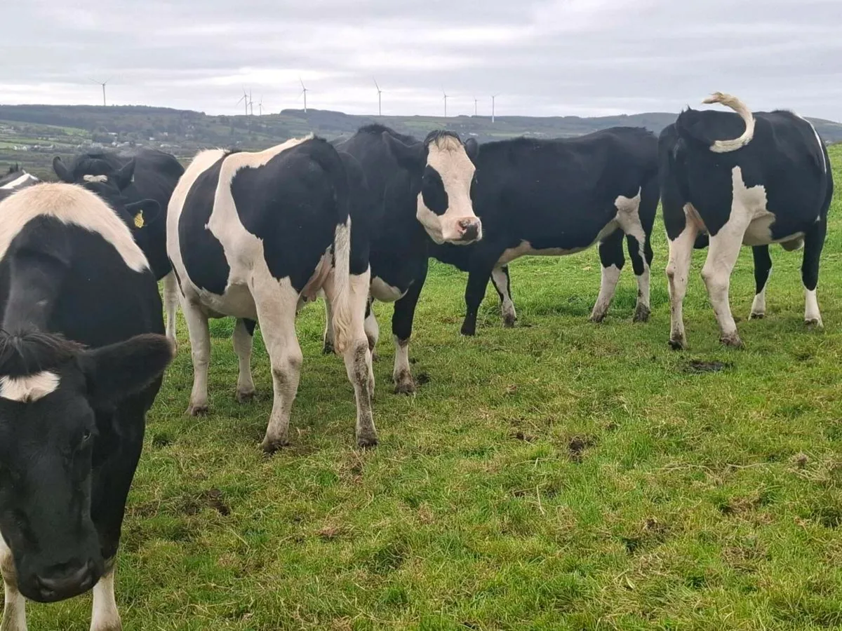 Incalf Heifers @Abbeyfeale Mart Friday 17th - Image 2