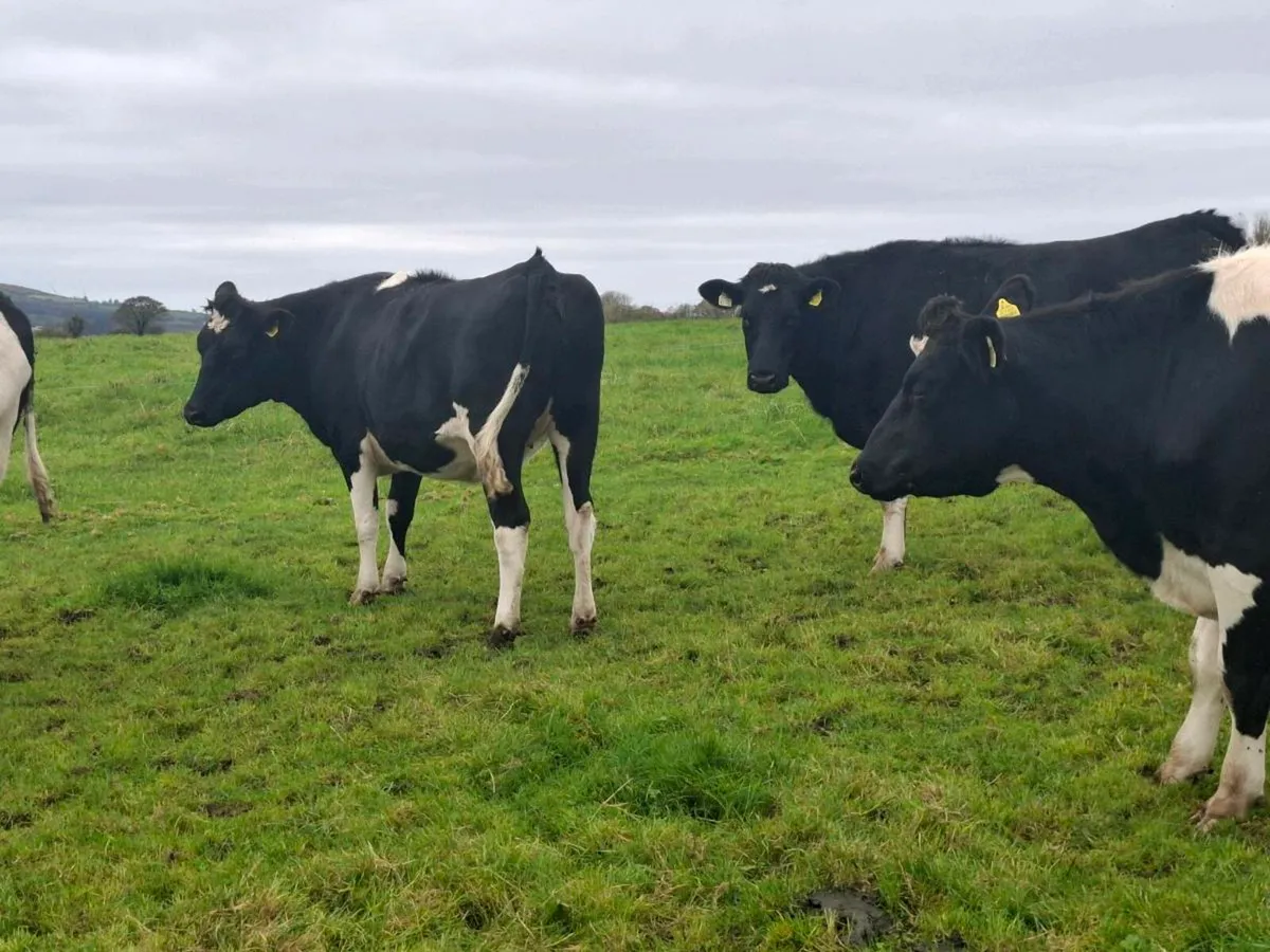 Incalf Heifers @Abbeyfeale Mart Friday 17th - Image 3