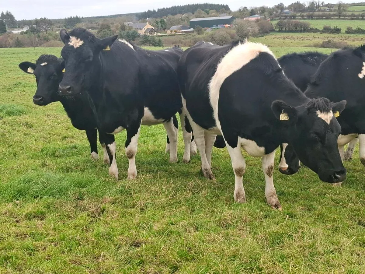 Incalf Heifers @Abbeyfeale Mart Friday 17th - Image 4