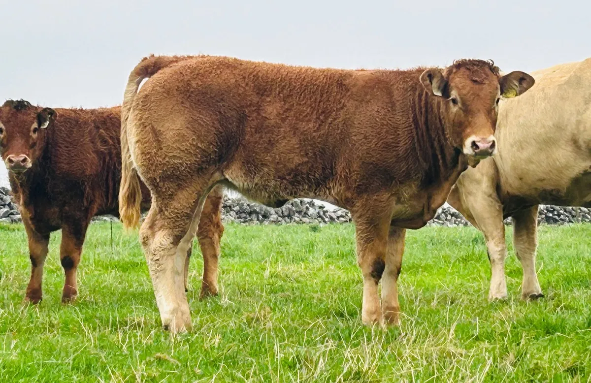 Limousin Weanling Heifers Bulls Ballinasloe Mart - Image 2