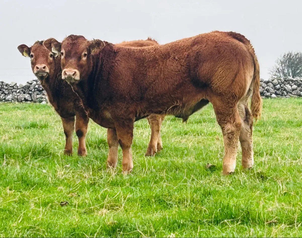 Limousin Weanling Heifers Bulls Ballinasloe Mart - Image 3
