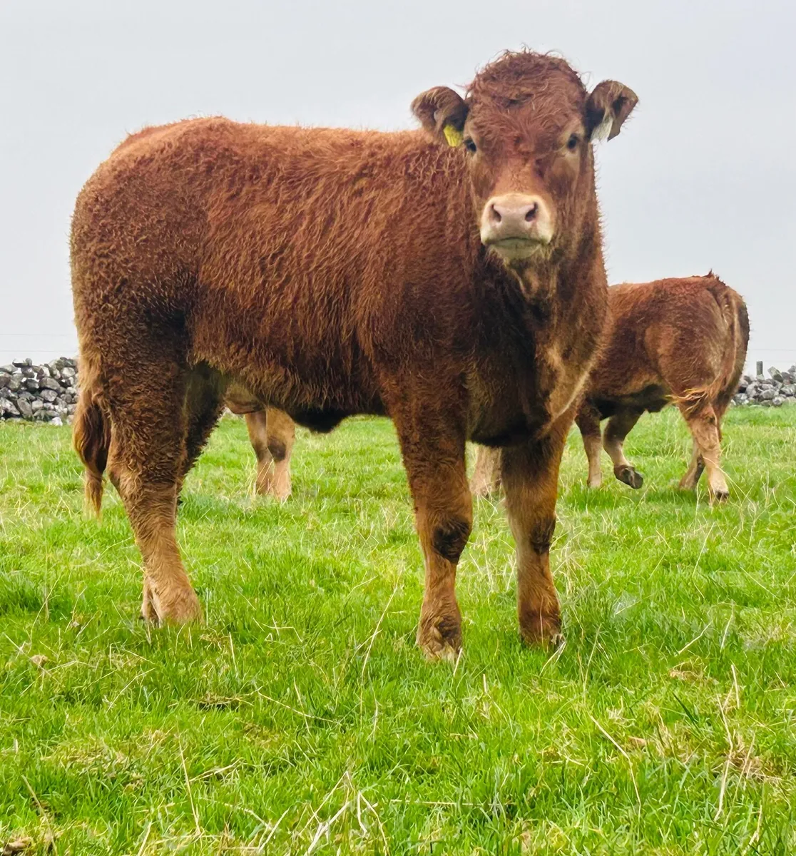 Limousin Weanling Heifers Bulls Ballinasloe Mart - Image 4