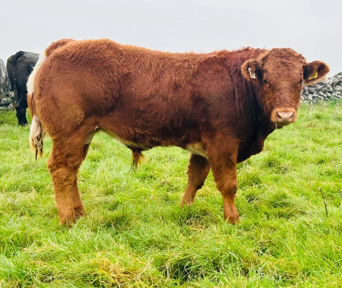 Limousin Weanling Heifers Bulls Ballinasloe Mart - Image 2