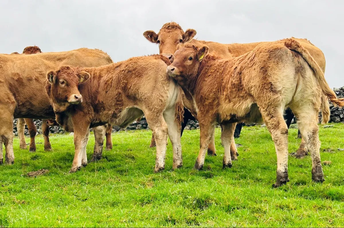 Limousin Weanling Heifers Bulls Ballinasloe Mart - Image 1
