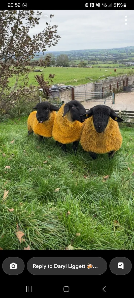Suffolk ram lambs for sale - Image 2
