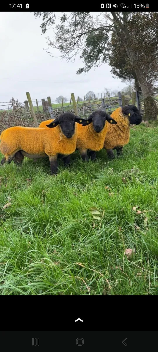 Suffolk ram lambs for sale - Image 3
