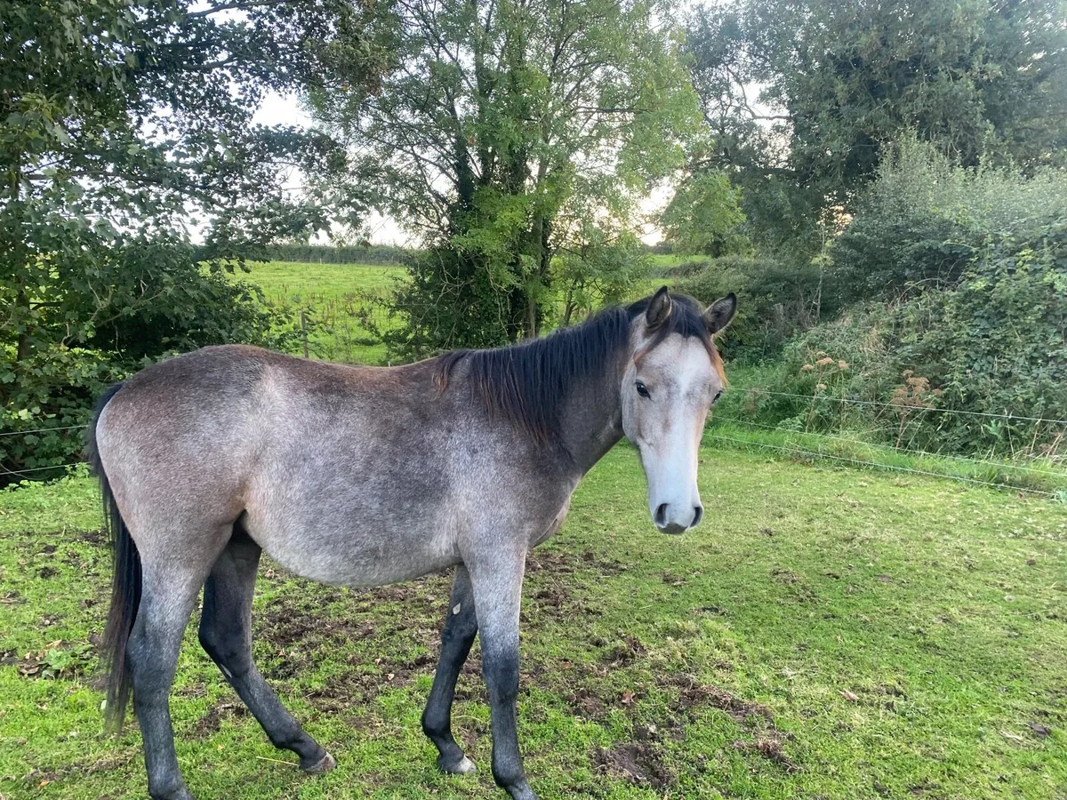 CONNEMARA GREY COLT YEARLING OUT OF TB MARE - Image 1