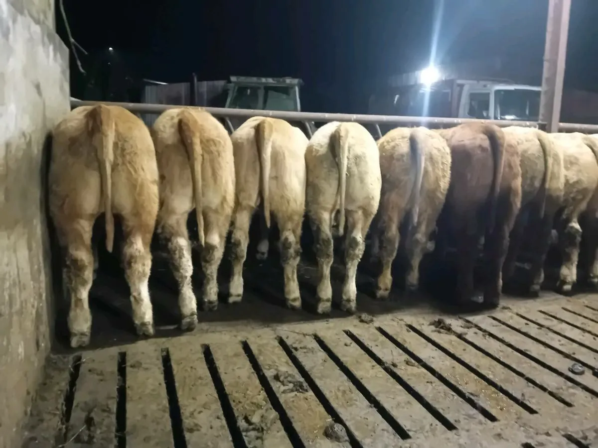 22 Smashing U Grade Charlaois Bullocks - Image 2