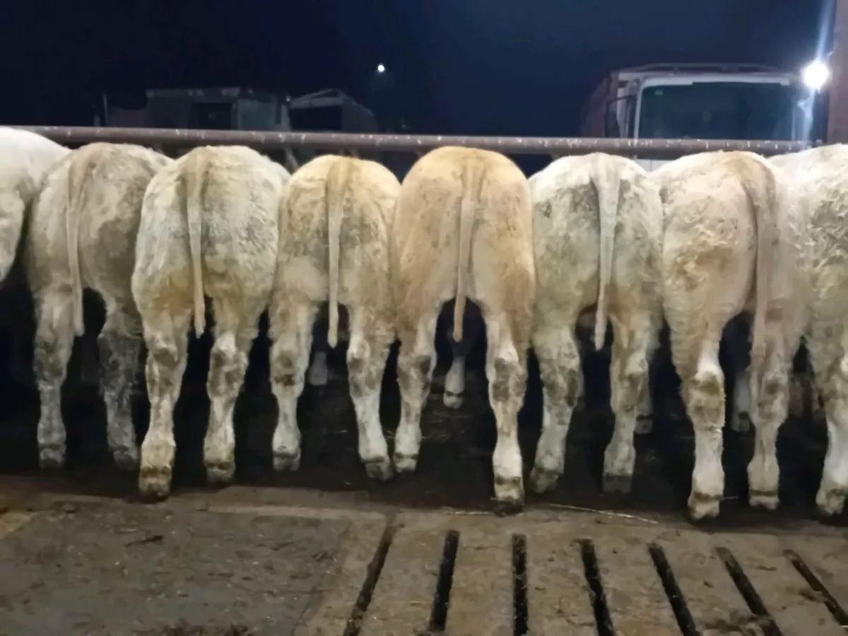 22 Smashing U Grade Charlaois Bullocks - Image 1