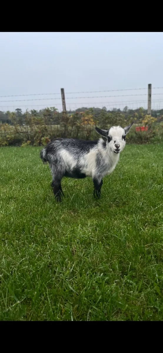 Female Pygmy Kid - Image 2