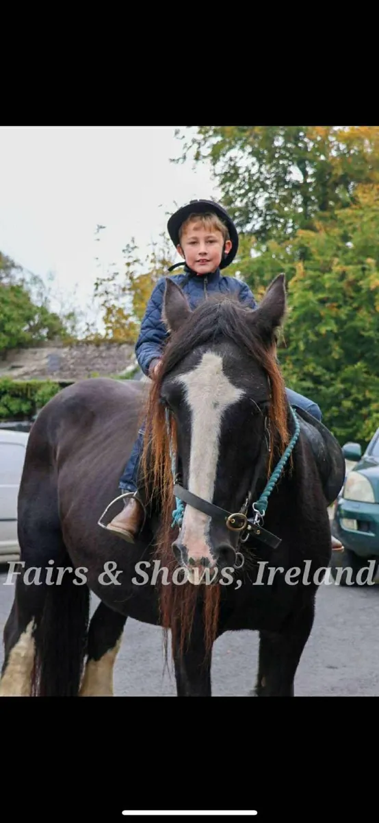 Cob mare for beginners - Image 2