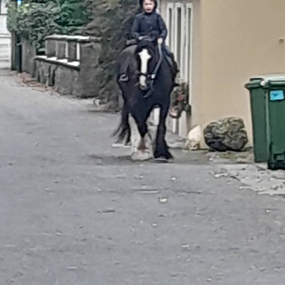 Cob mare for beginners - Image 3