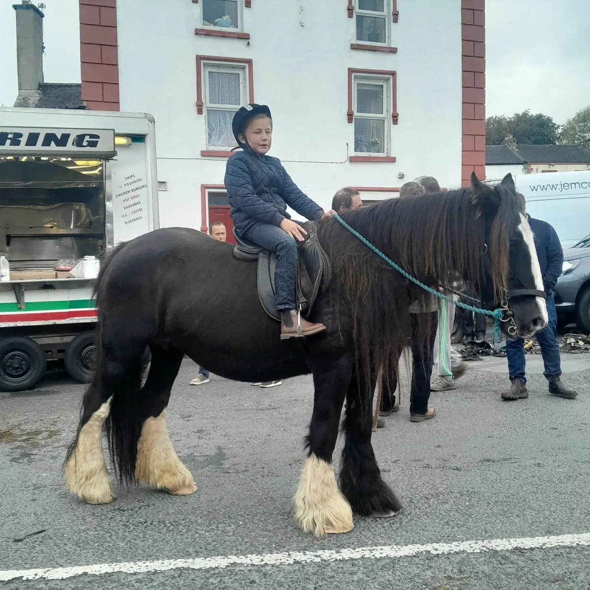 Cob mare for beginners - Image 4