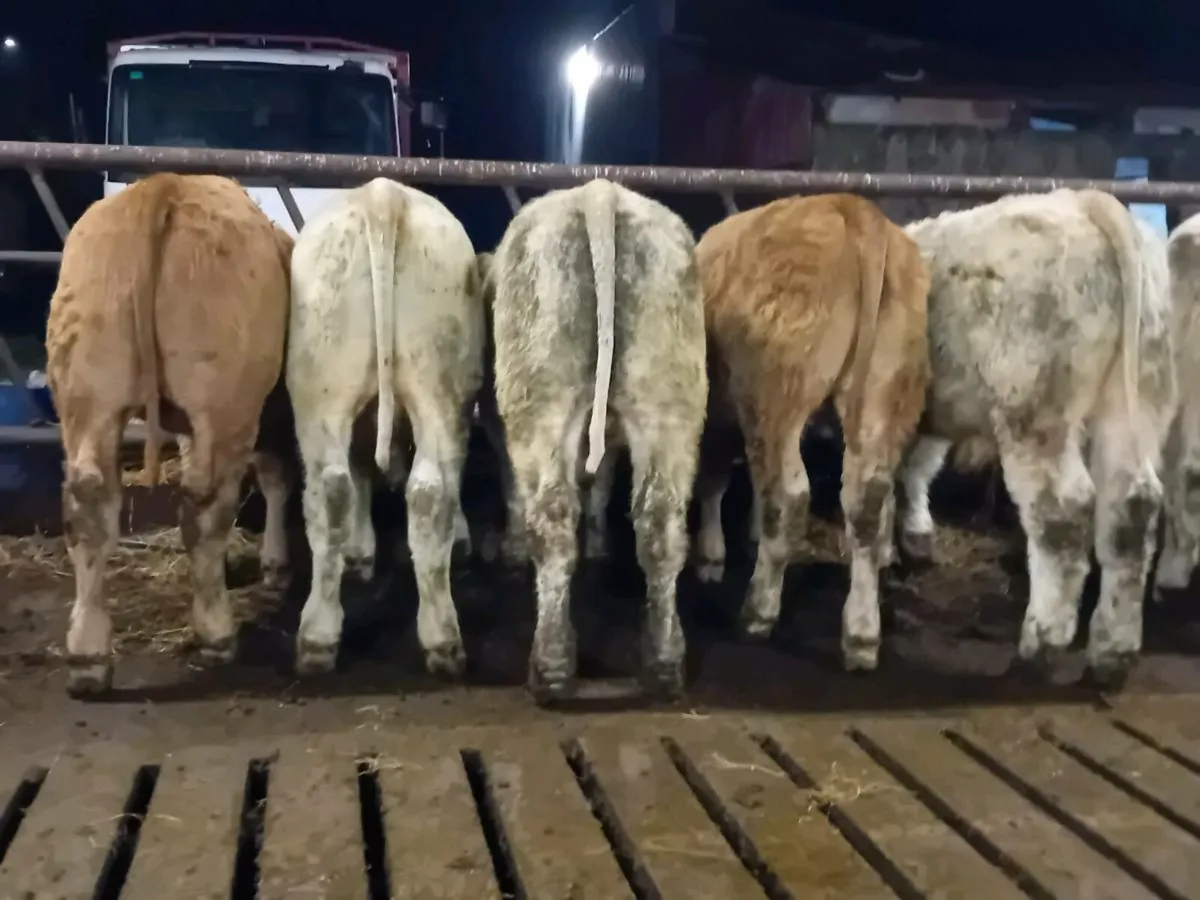 6 Smashing Charlaois bull Weanlings - Image 2