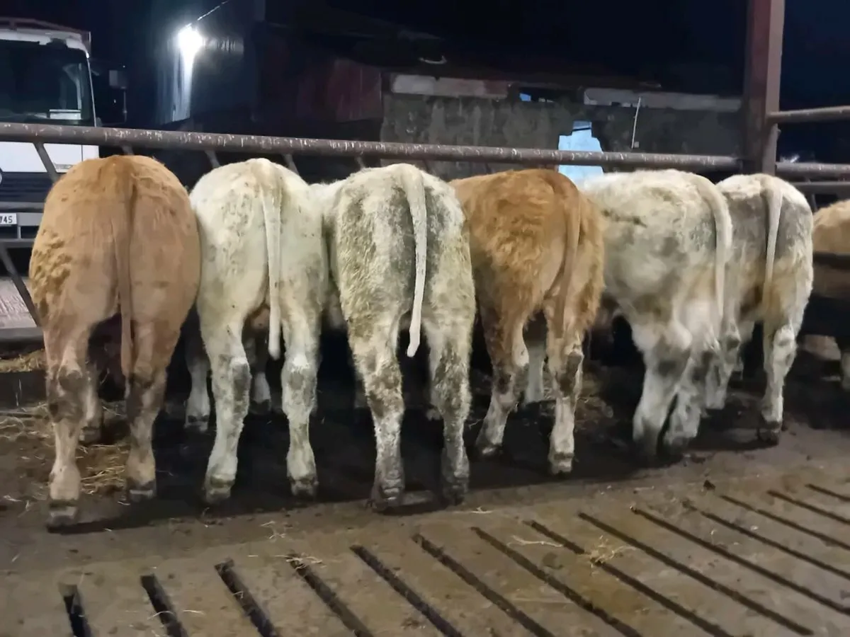 6 Smashing Charlaois bull Weanlings - Image 3