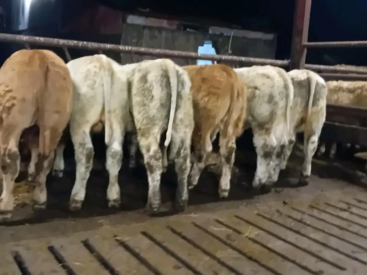 6 Smashing Charlaois bull Weanlings - Image 4