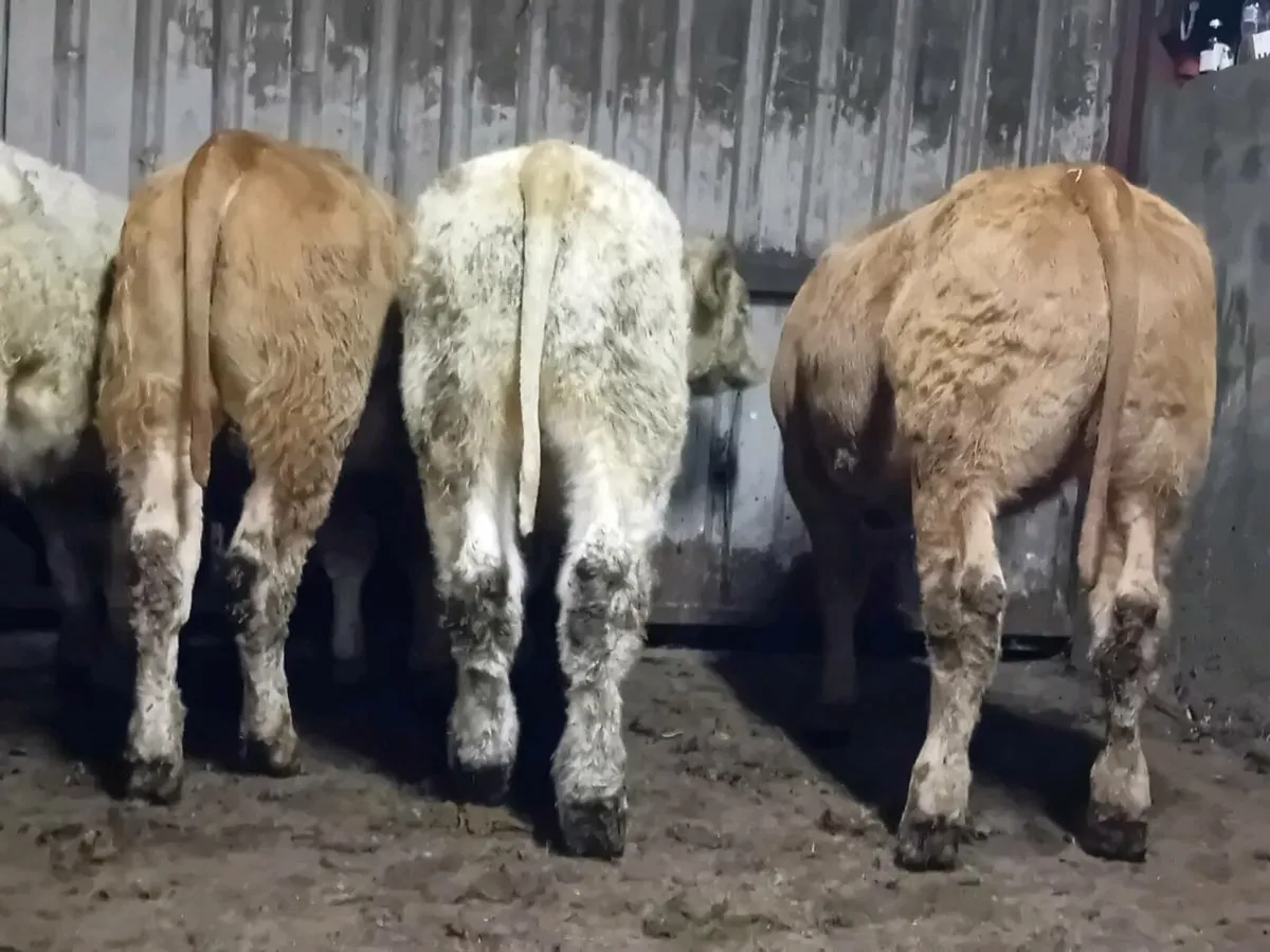 6 Smashing Charlaois bull Weanlings - Image 1