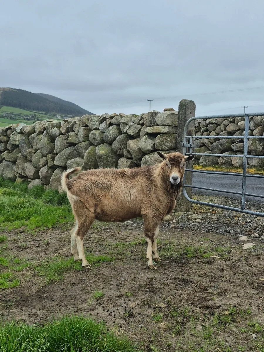 Buck Goat - Image 2