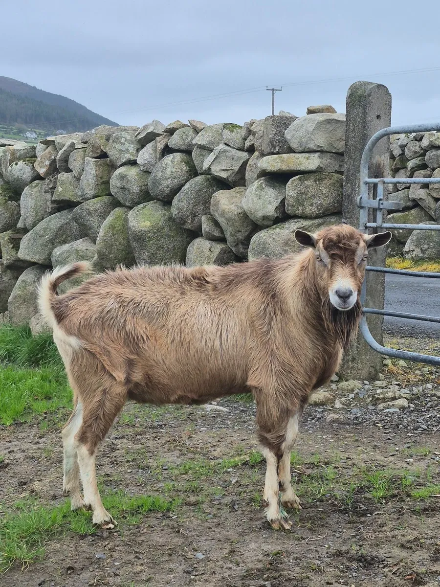 Buck Goat - Image 3