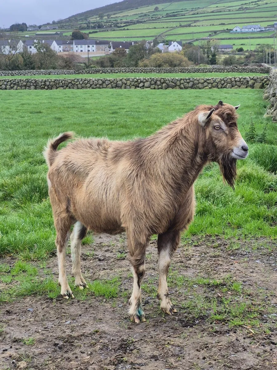 Buck Goat - Image 1