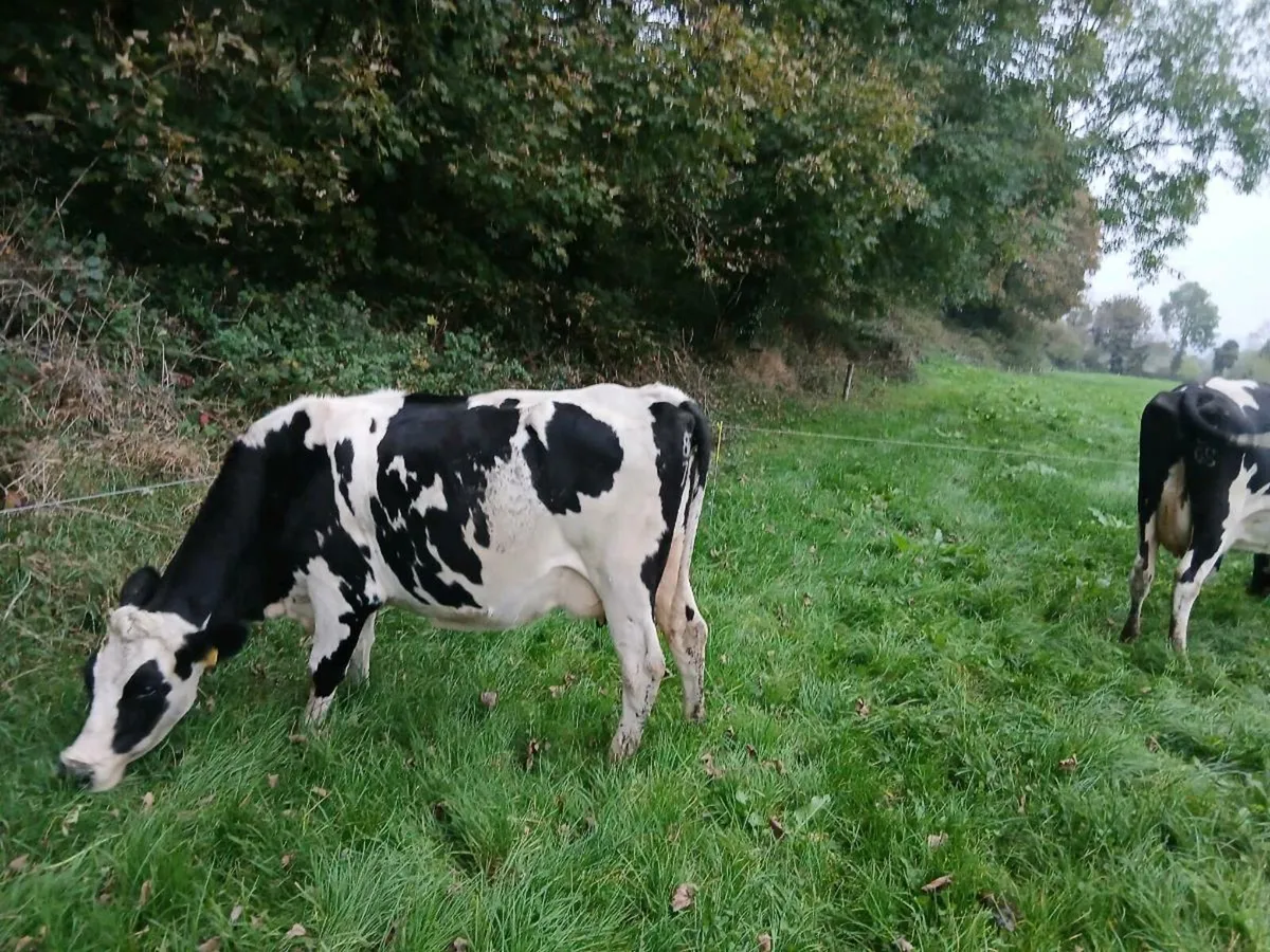 5 Empty Cows - Image 3