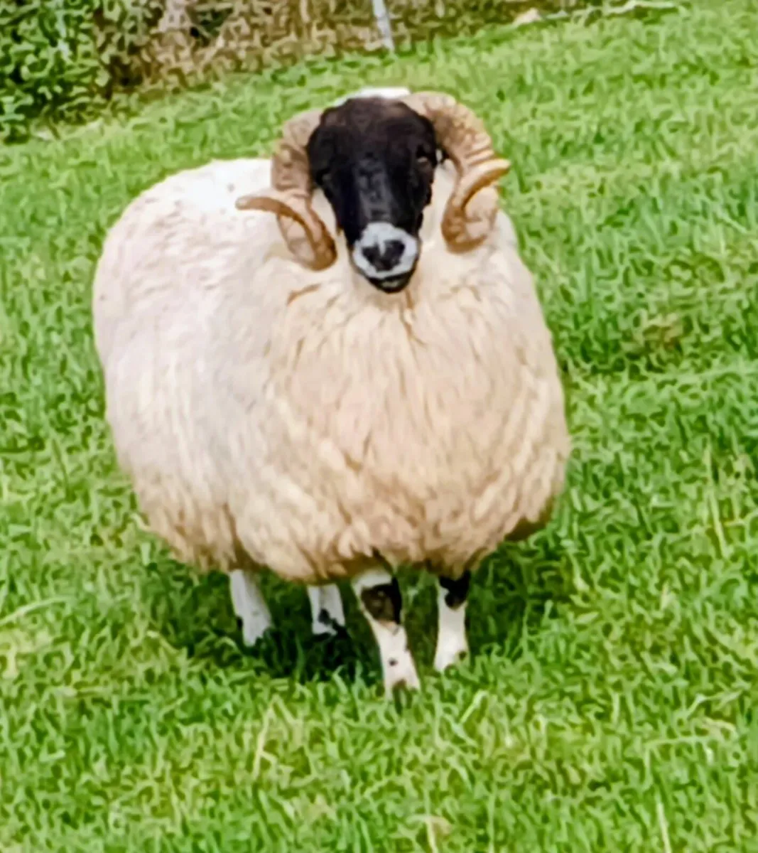 Blackface Hogget Rams - Image 1