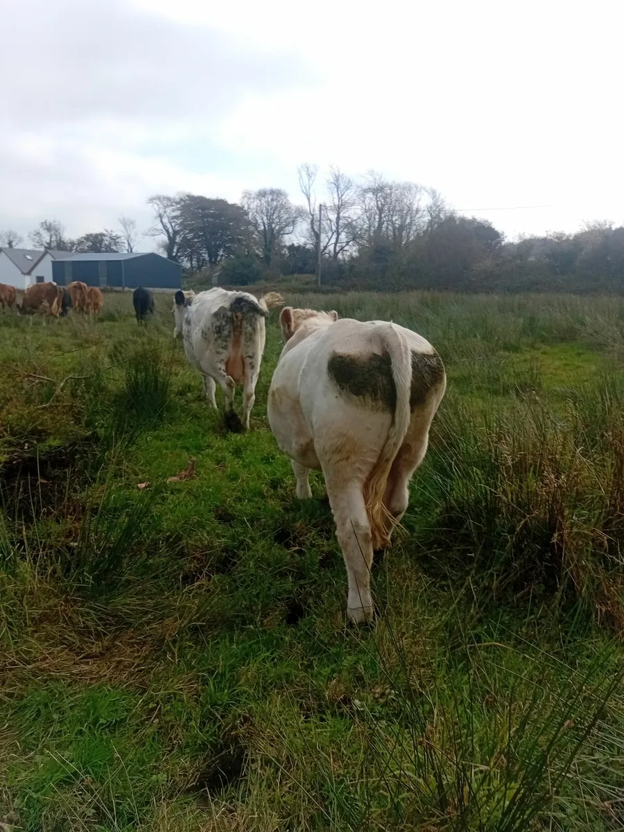 Charolais bull - Image 2