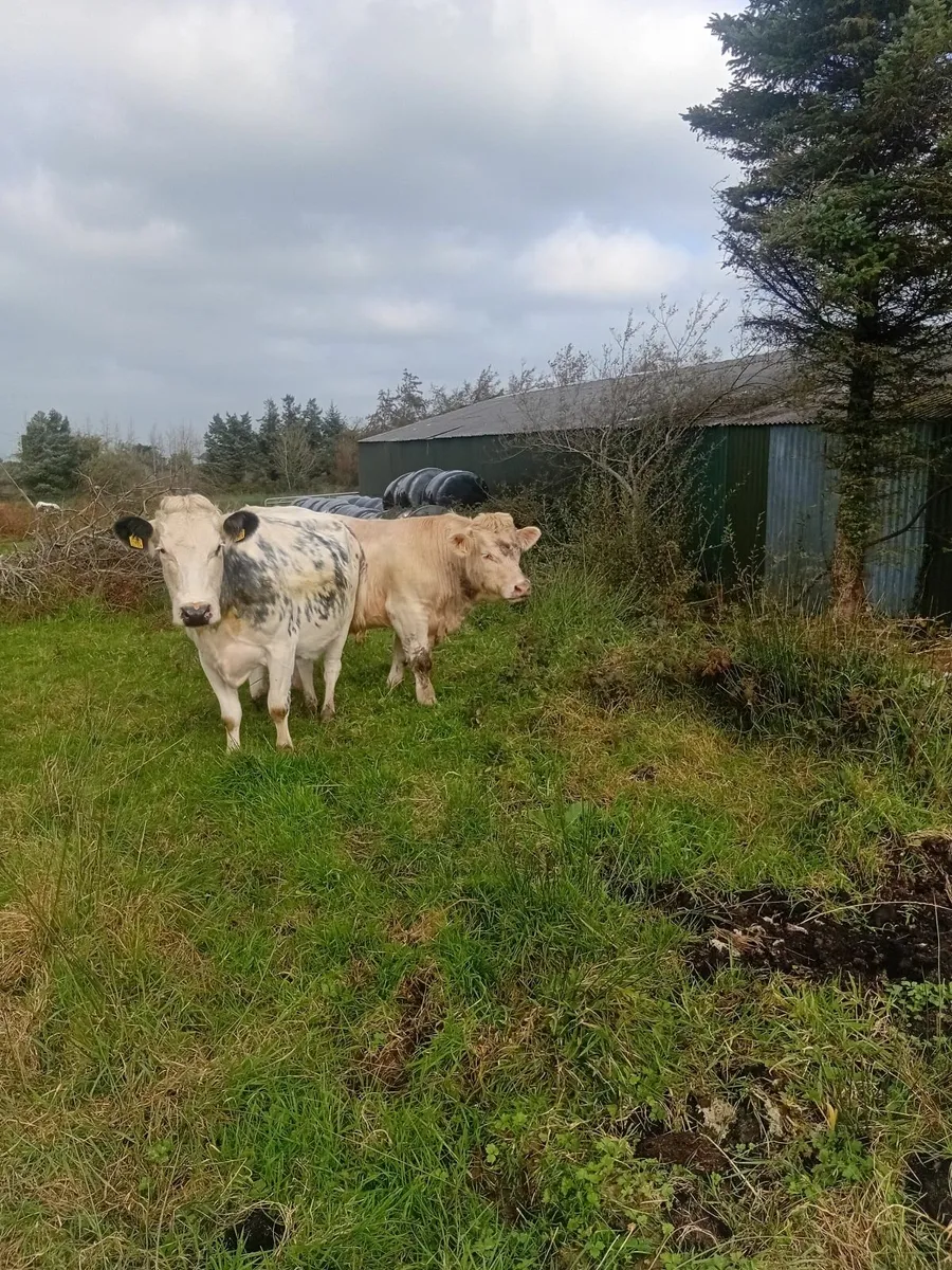 Charolais bull - Image 3