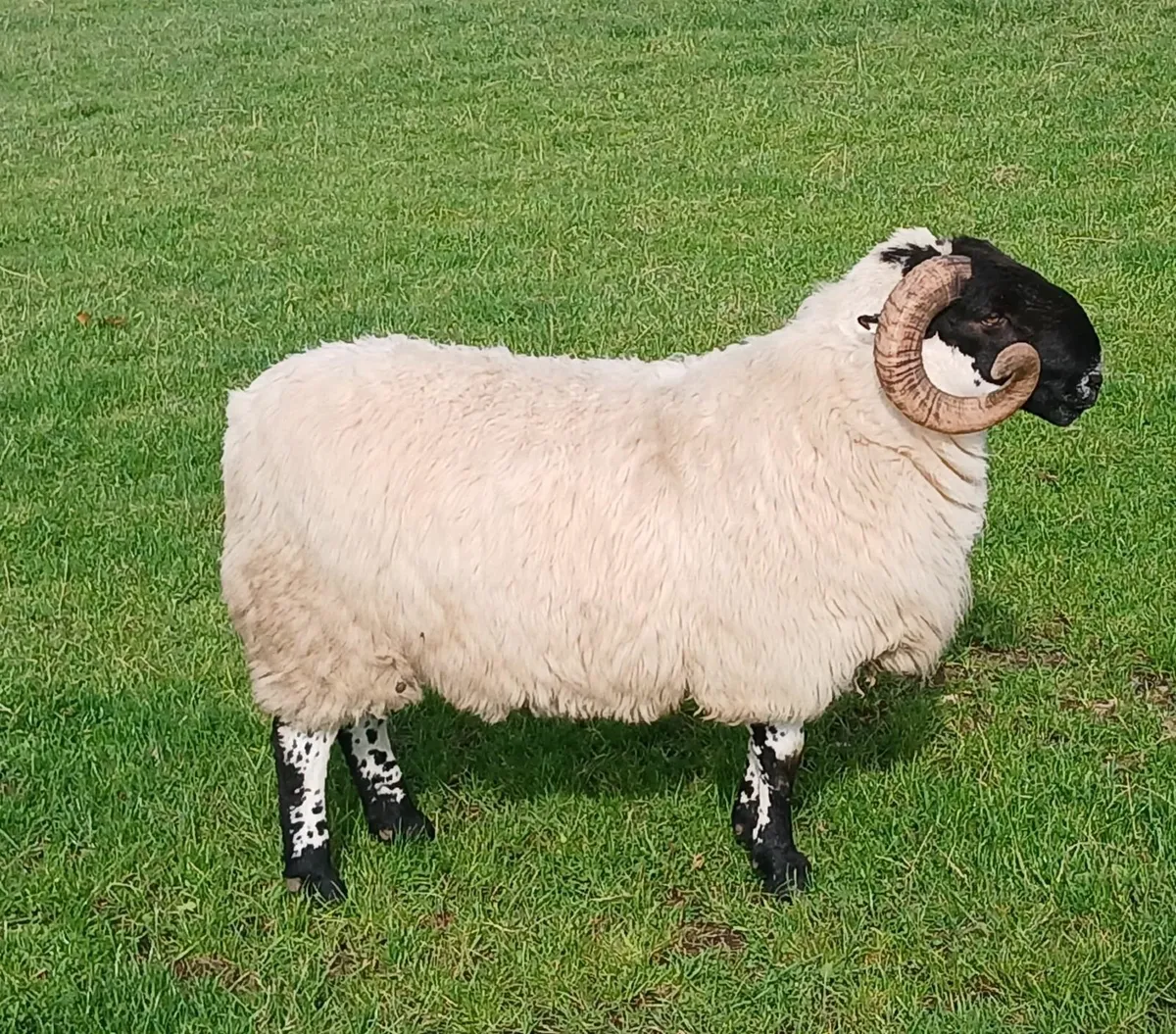 Blackface Hogget Rams - Image 2