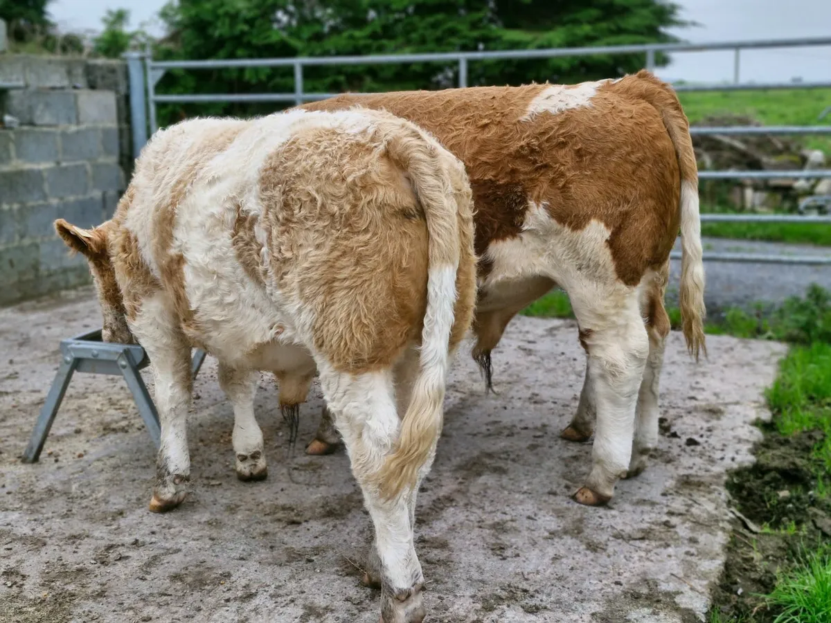 Livestock - Image 2
