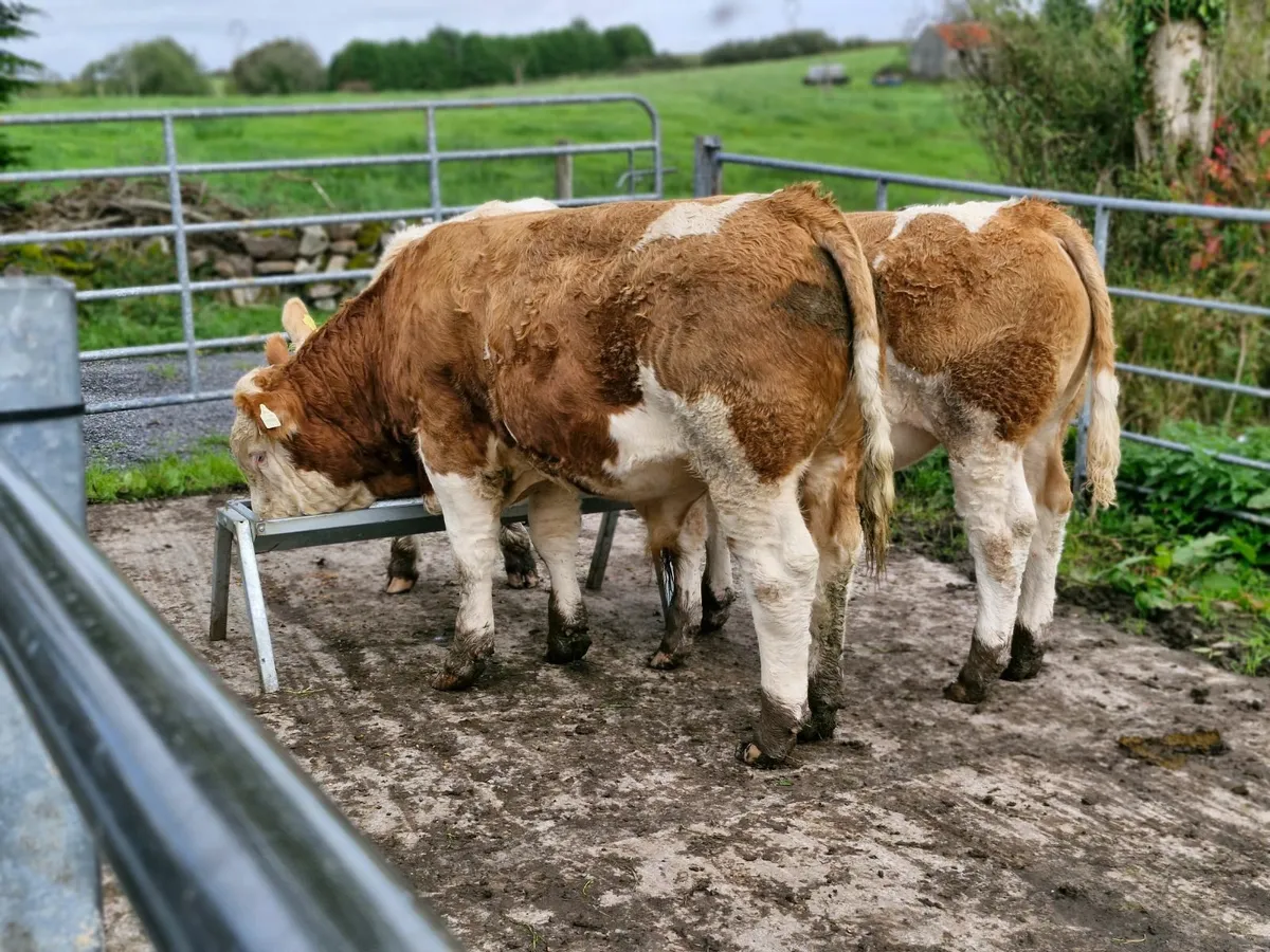 Livestock - Image 3