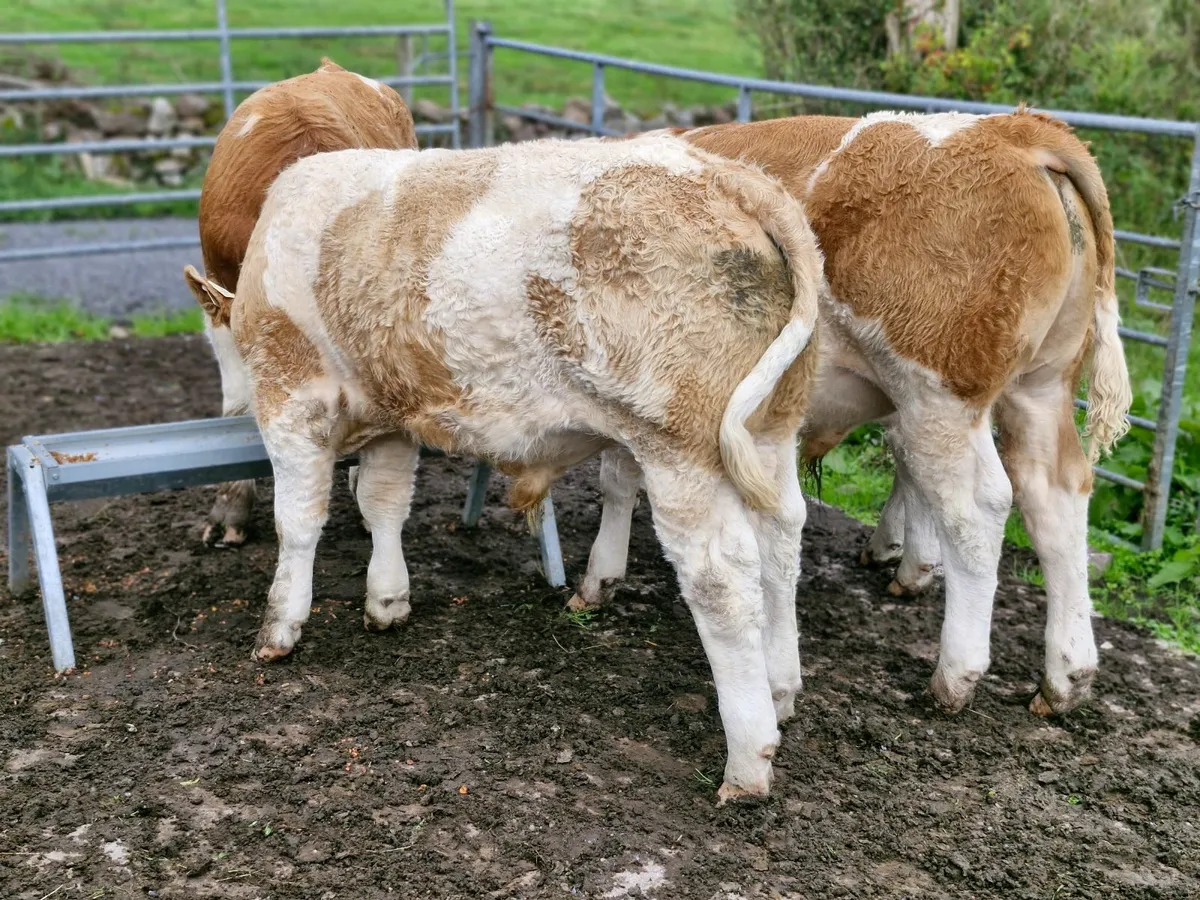 Livestock - Image 4