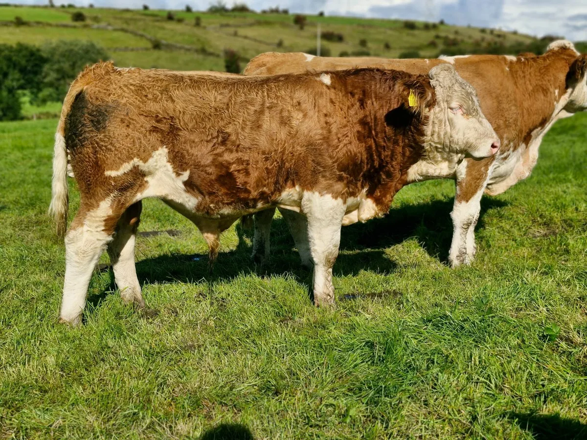 Livestock - Image 1