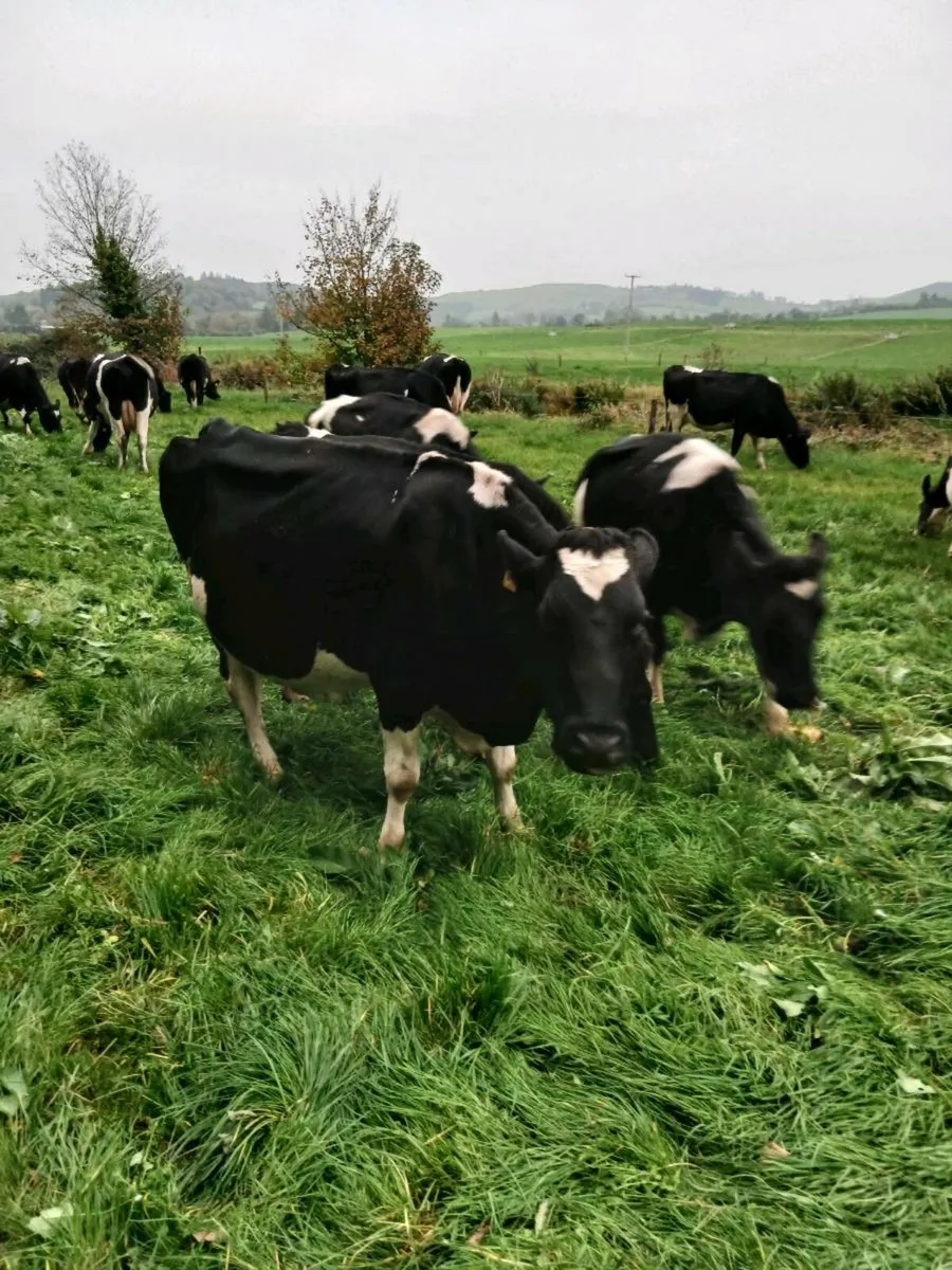 5 Empty Cows - Image 1