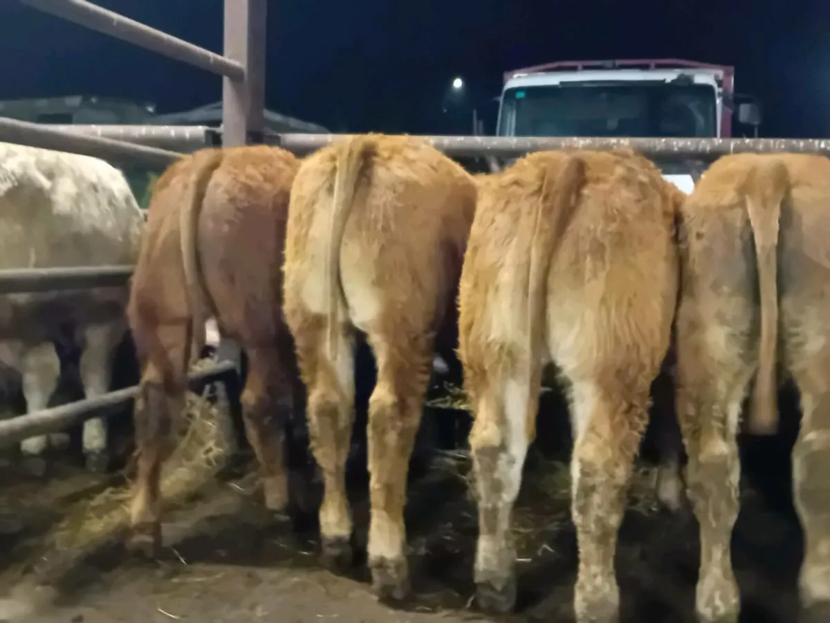 7 Smashing U Grade limousine Bull Weanlings - Image 1