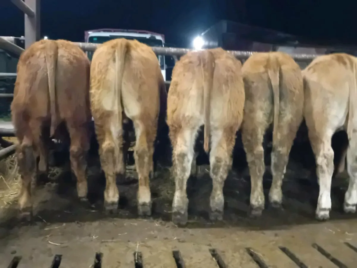 7 Smashing U Grade limousine Bull Weanlings - Image 2