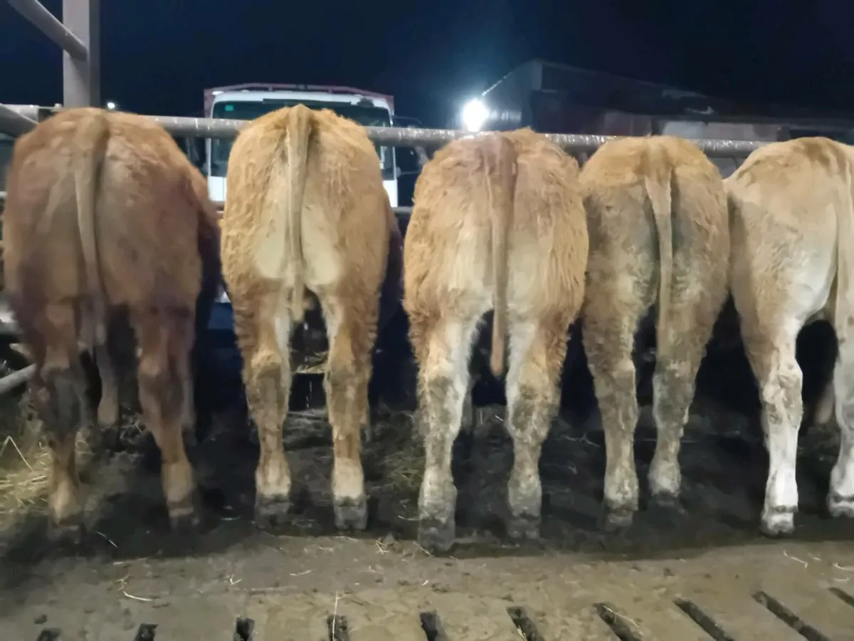 7 Smashing U Grade limousine Bull Weanlings - Image 3