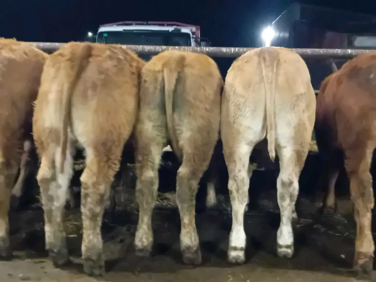 7 Smashing U Grade limousine Bull Weanlings - Image 4