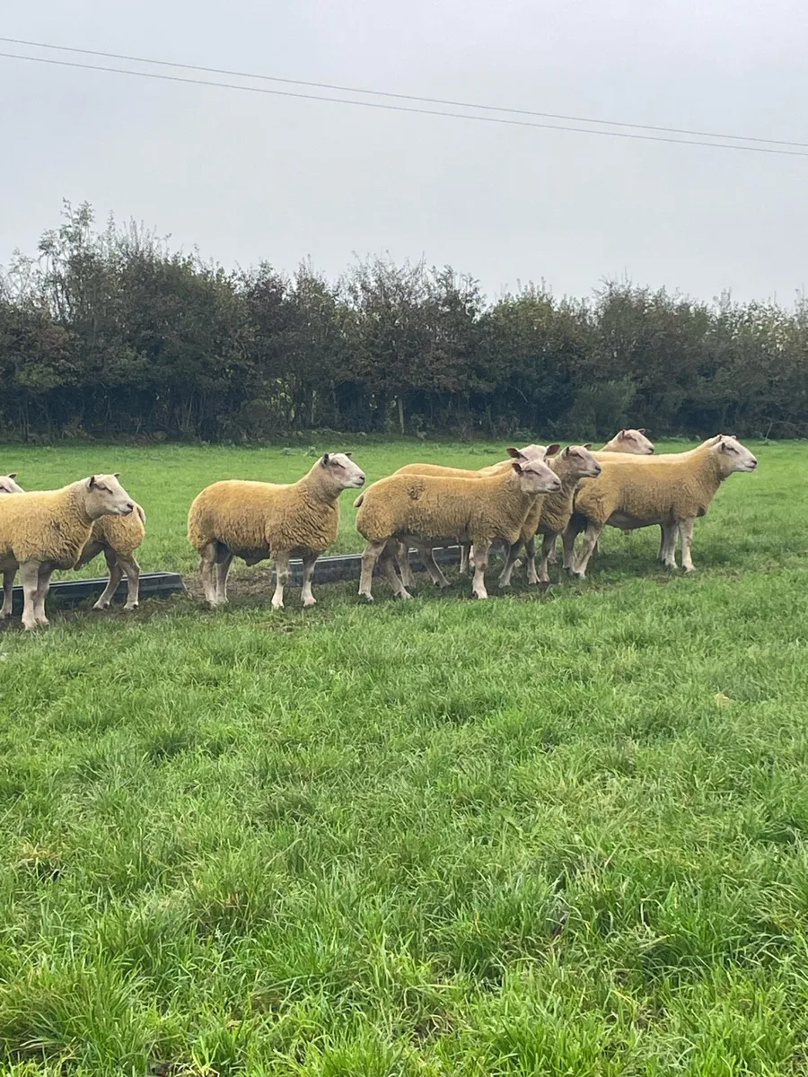 Pure Bred Charollais Ram Lambs - Image 1