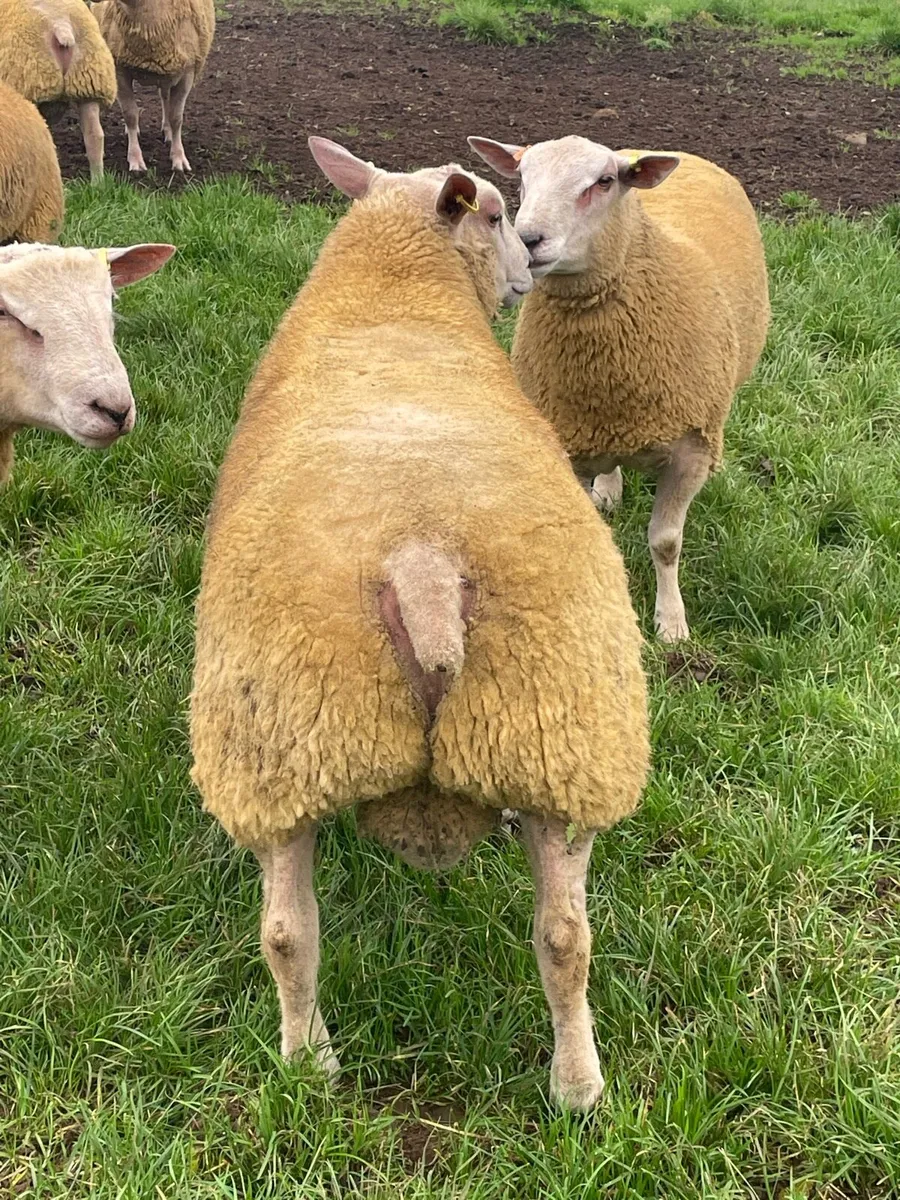 Pure Bred Charollais Ram Lambs - Image 3