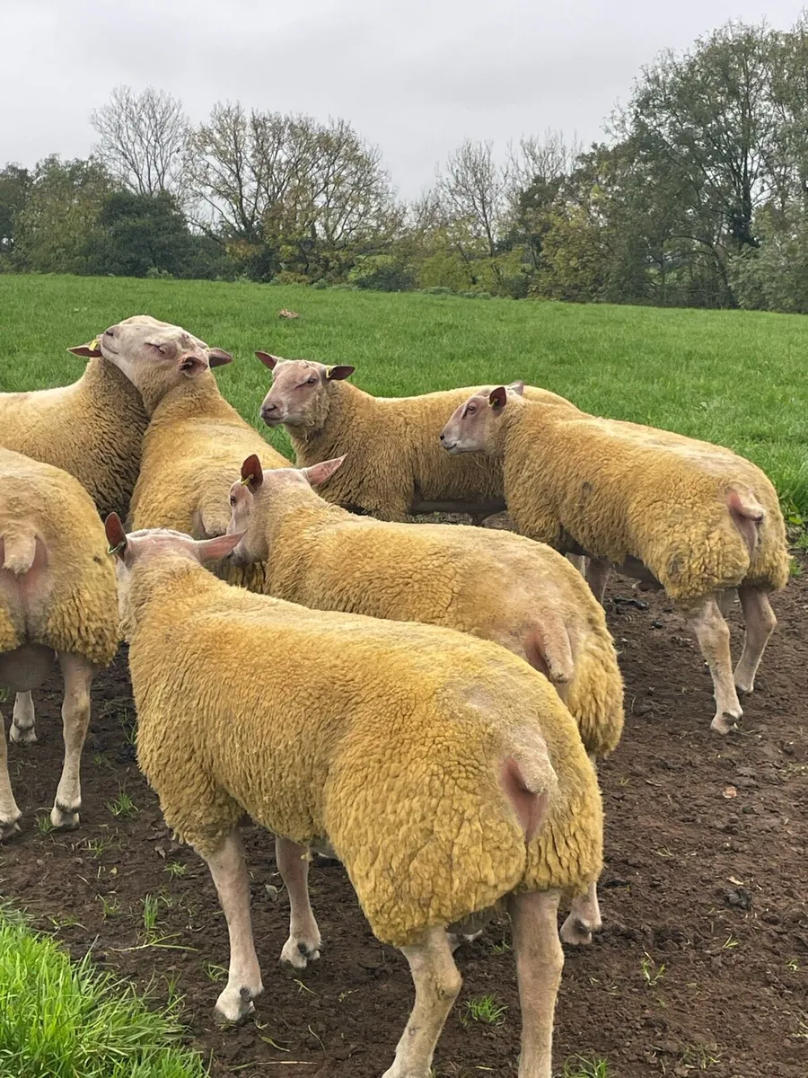Pure Bred Charollais Ram Lambs - Image 4