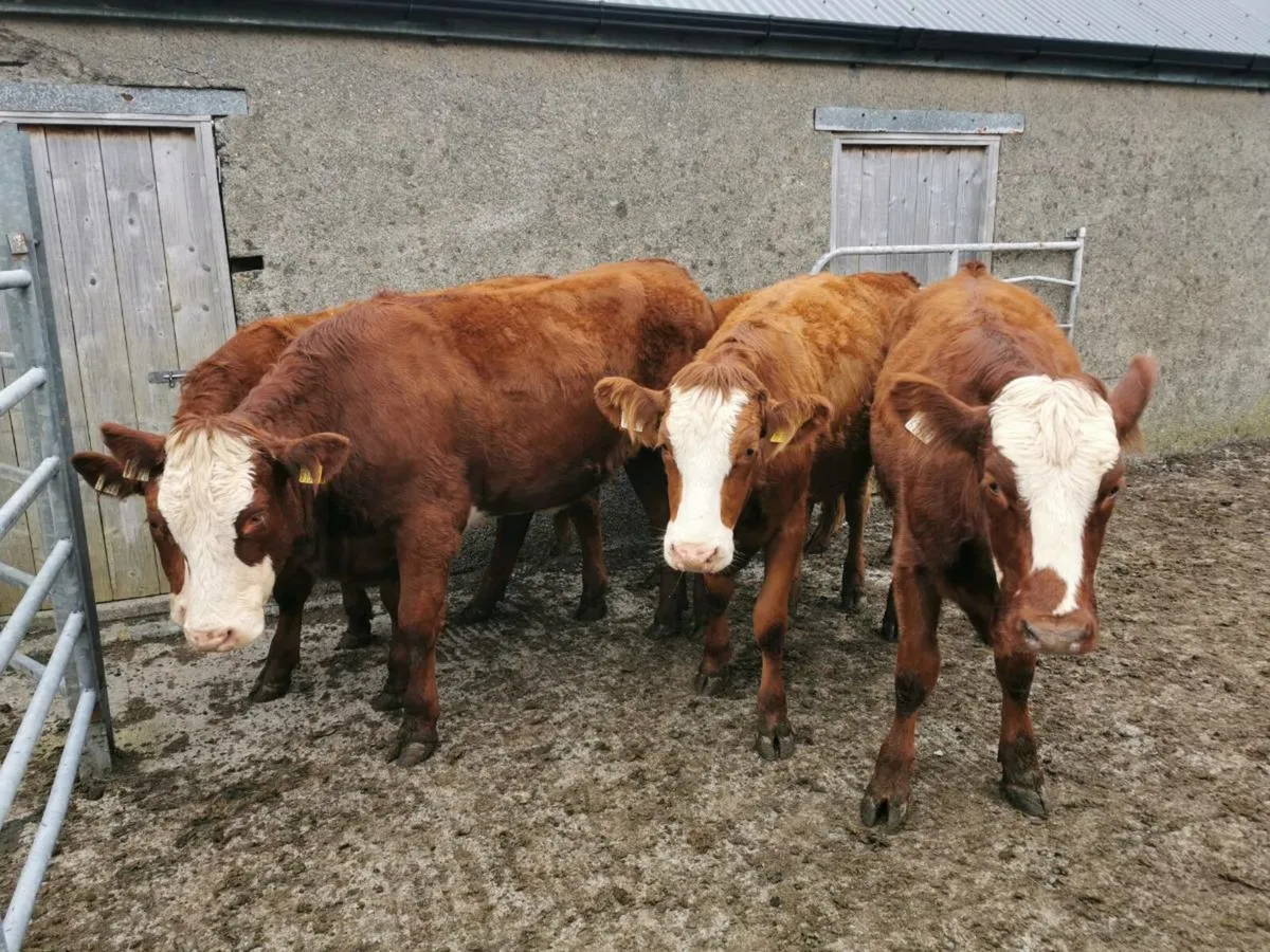 5 STAR Heifers - Image 1
