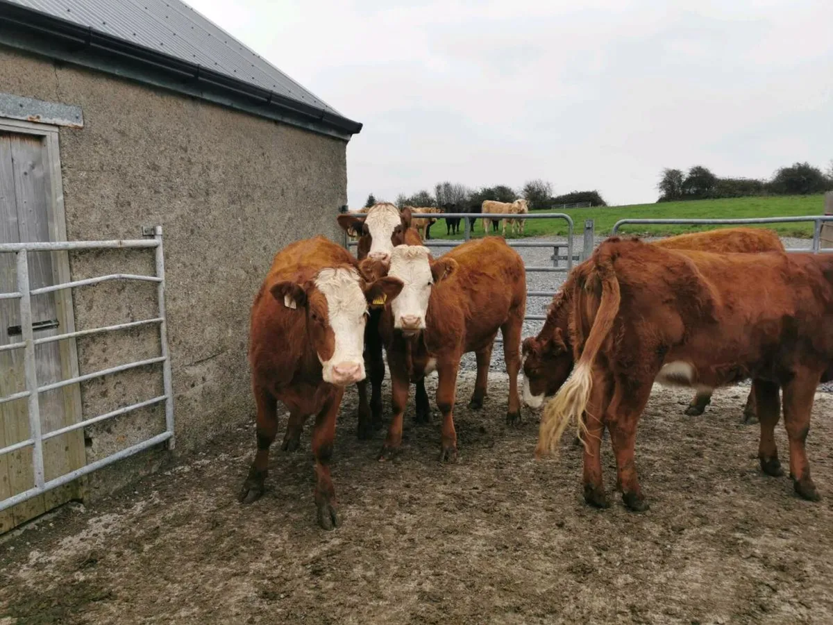 5 STAR Heifers - Image 2