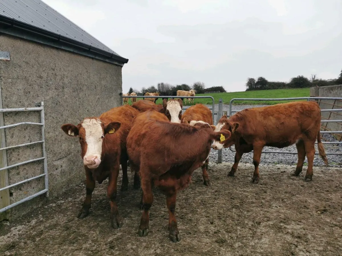 5 STAR Heifers - Image 3