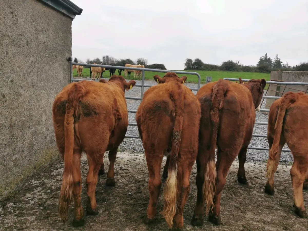 5 STAR Heifers - Image 4